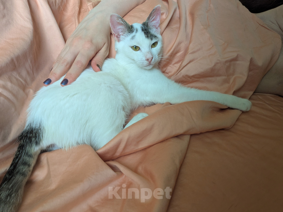 Кошки в Москве: Котенок девочка Девочка, Бесплатно - фото 9