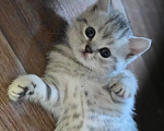 Кошки в Ижевске: Котята Разнополые, Бесплатно - фото 6