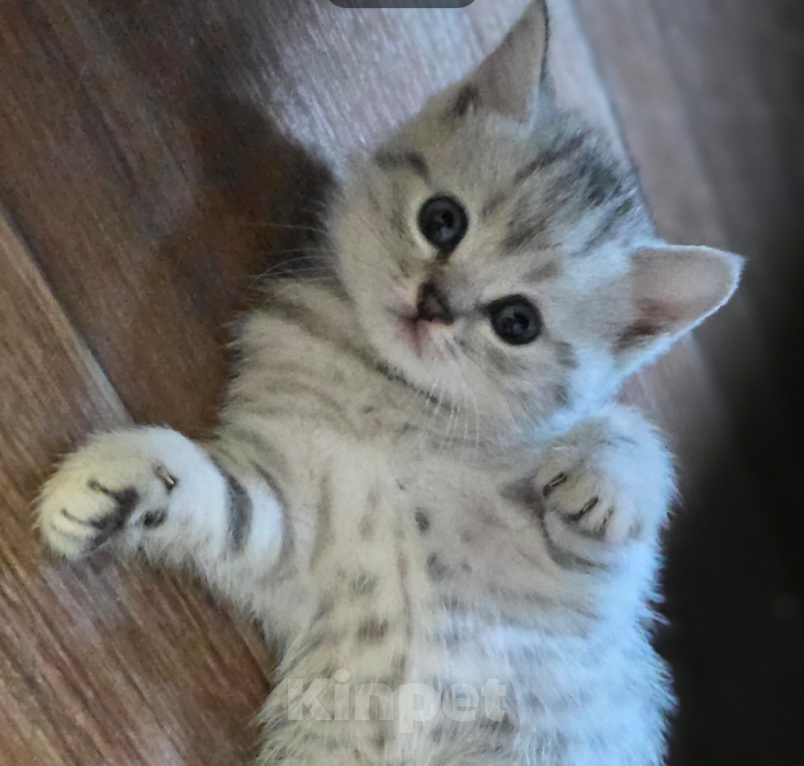 Кошки в Ижевске: Котята Разнополые, Бесплатно - фото 6