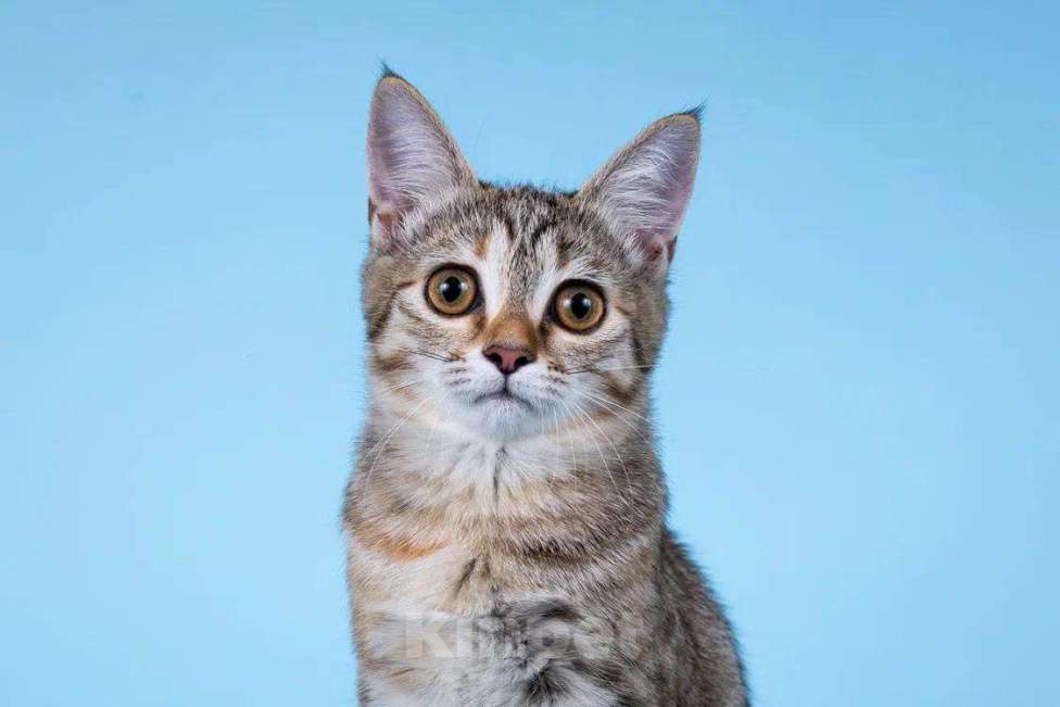 Кошки в Москве: Кассия в добрые руки Девочка, Бесплатно - фото 4