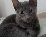 Кошки в Чебоксарах: Кошечка 3 месяца Девочка, Бесплатно - фото 2
