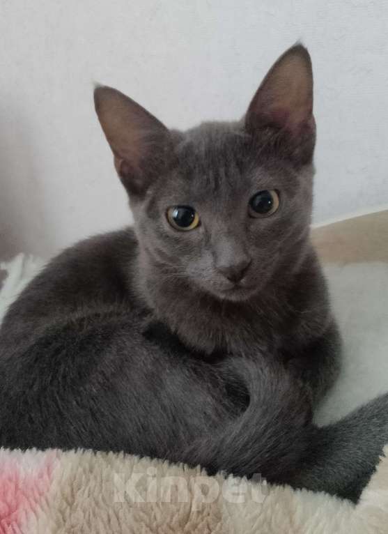 Кошки в Чебоксарах: Кошечка 3 месяца Девочка, Бесплатно - фото 2