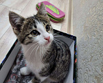 Кошки в Краснодаре: Отдаем котенка в хорошие руки!  Мальчик, Бесплатно - фото 3
