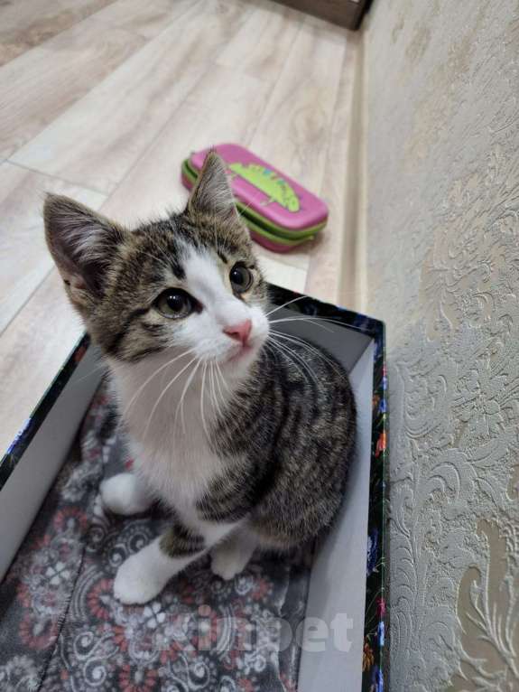 Кошки в Краснодаре: Отдаем котенка в хорошие руки!  Мальчик, Бесплатно - фото 3