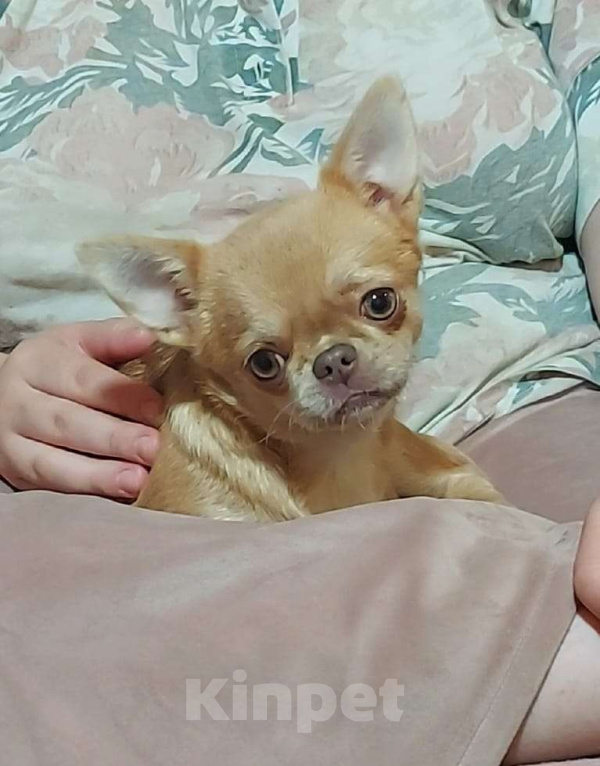 Собаки в Новосибирске: Девочка Чихуахуа  Девочка, Бесплатно - фото 1