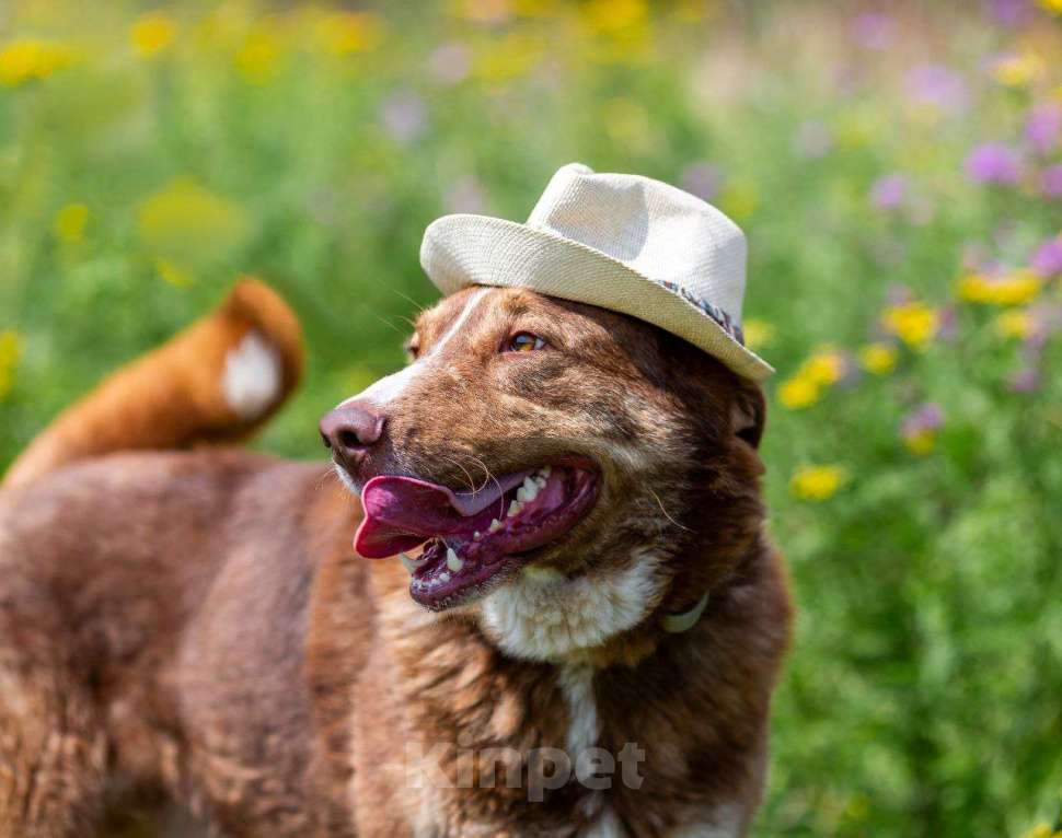 Собаки в других городах Московской области: Собака Барни ищет дом.  Мальчик, Бесплатно - фото 2