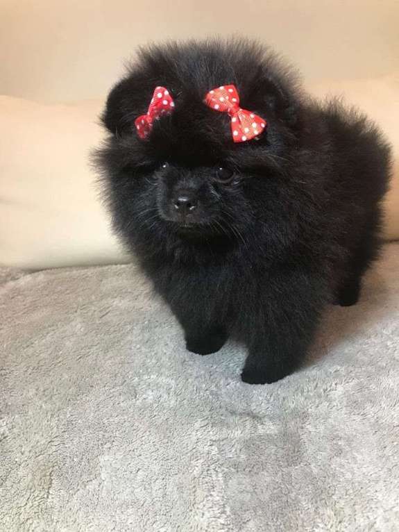 Собаки в Нижнем Новгороде: Чёрная Принцесса Девочка, Бесплатно - фото 3