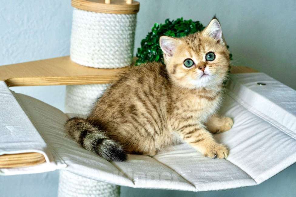 Кошки в Москве: Шотландский прямоухий мальчик леопард Мальчик, 35 000 руб. - фото 2