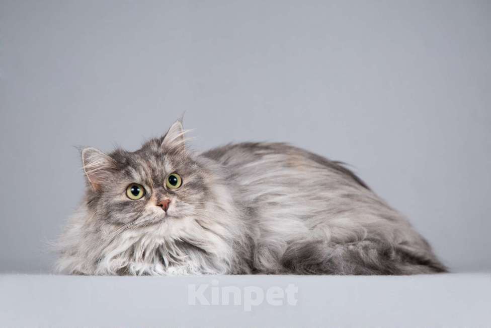 Кошки в Москве: Пушистая ласковая кошка Дымка в добрые руки Девочка, 1 руб. - фото 2