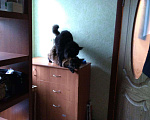 Кошки в Вологде: Кот мейн-кун вязка, 10 руб. - фото 4