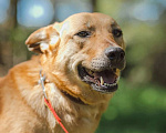 Собаки в Клине: Фантастическая Фанта даром Девочка, Бесплатно - фото 6