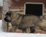 Собаки в Москве: Щенок кавказской овчарки Мальчик, 60 000 руб. - фото 3