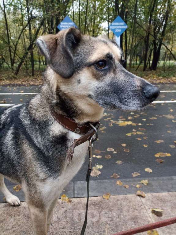 Собаки в Москве: Таксик в активном поиске семьи Мальчик, Бесплатно - фото 2