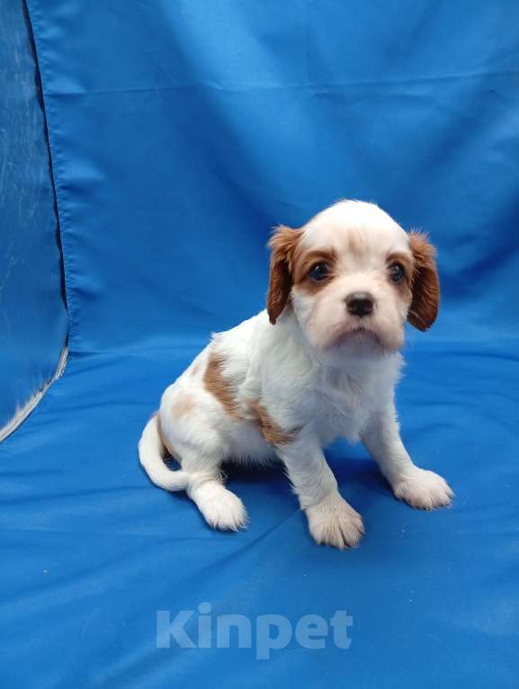 Собаки в Москве: Щенки кавалер Кинг Чарльз спаниель  Девочка, 65 000 руб. - фото 6