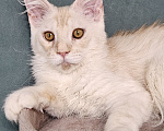 Кошки в Мытищах: Котёнок Мейн-кун Мальчик, 30 000 руб. - фото 2