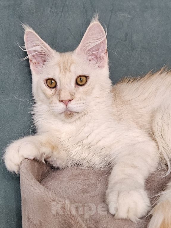 Кошки в Мытищах: Котёнок Мейн-кун Мальчик, 30 000 руб. - фото 2