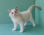 Кошки в Пензе: Котёнок девочка породы Рэгдолл - Beatrice Девочка, 65 000 руб. - фото 7