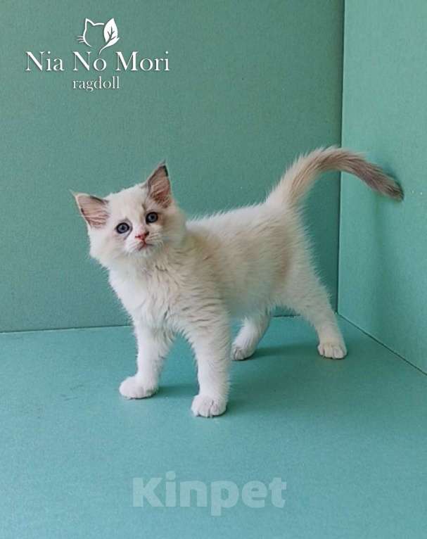 Кошки в Пензе: Котёнок девочка породы Рэгдолл - Beatrice Девочка, 65 000 руб. - фото 7
