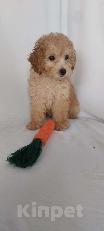 Собаки в Ростове-на-Дону: Той-пудель ( миниатьрный до 3кг) девочка и мальчик мраморный абрикос продам Мальчик, 100 000 руб. - фото 4