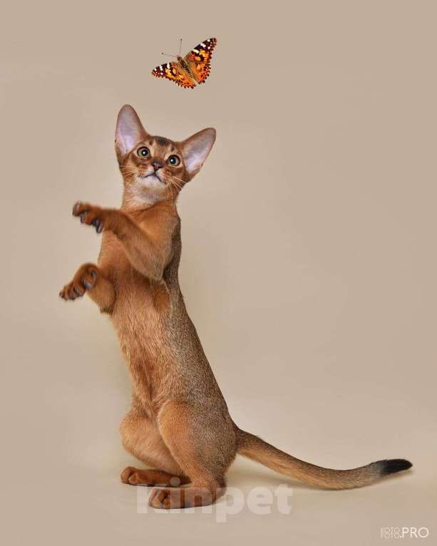 Кошки в Бердске: ПРОДАЖА 💎 АБИССИНСКИЕ КОТЯТА 💎  Мальчик, 50 000 руб. - фото 5