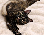 Кошки в Москве: Кошечка Ежевика ищет дом Девочка, Бесплатно - фото 2