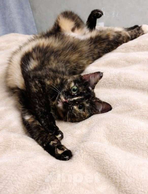 Кошки в Москве: Кошечка Ежевика ищет дом Девочка, Бесплатно - фото 2