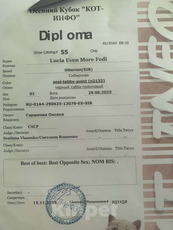 Кошки в Москве: Котенок-чемпион Девочка, 70 000 руб. - фото 5