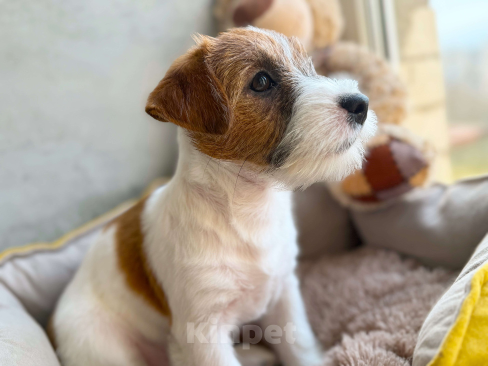 Собаки в Санкт-Петербурге: Девочка Джек Рассел терьера  Девочка, 80 000 руб. - фото 7