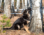 Собаки в других городах Московской области: Собаки щенки немецкой овчарки рабочего разведения Девочка, 80 000 руб. - фото 4
