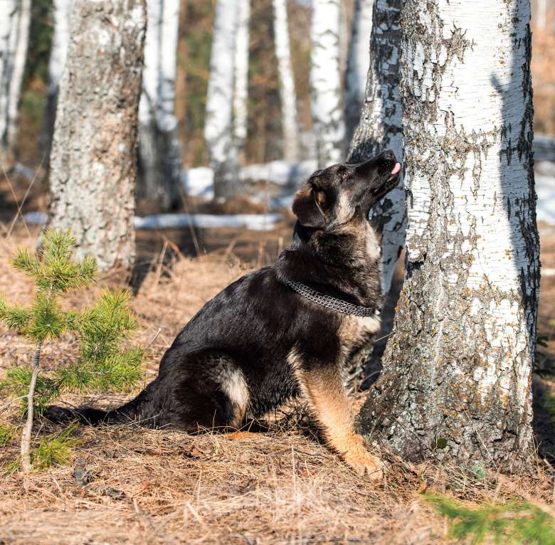 Собаки в других городах Московской области: Собаки щенки немецкой овчарки рабочего разведения Девочка, 80 000 руб. - фото 4