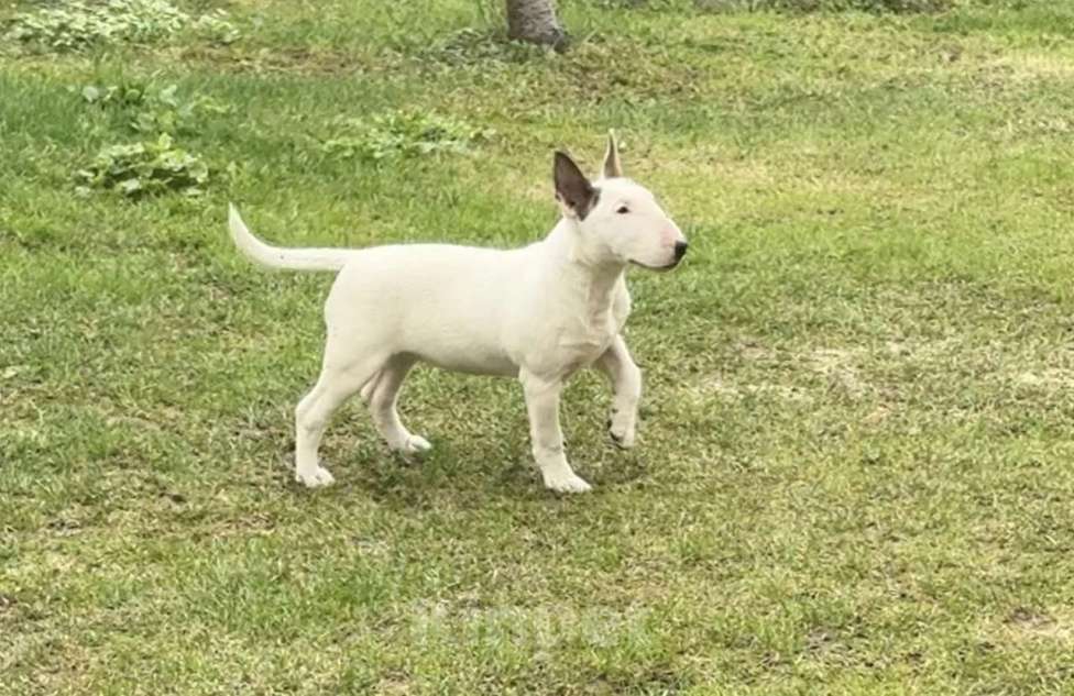 Собаки в других городах Московской области: Щенок 4 мес. Питомник Ркф Девочка, 60 000 руб. - фото 3