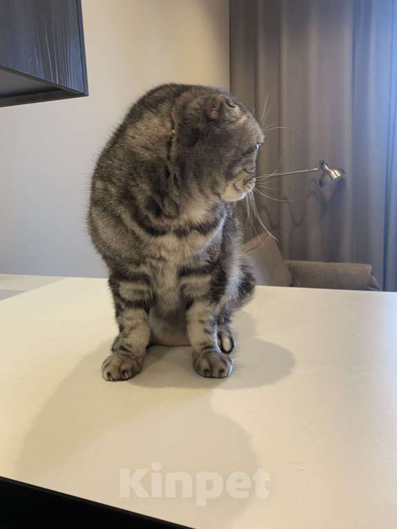 Кошки в Москве: Отдам в добрую семью. Часто в командировках Мальчик, Бесплатно - фото 4