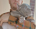 Собаки в других городах Московской области: Американский булли Разнополые, 70 000 руб. - фото 2