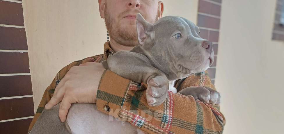 Собаки в других городах Московской области: Американский булли Разнополые, 70 000 руб. - фото 2