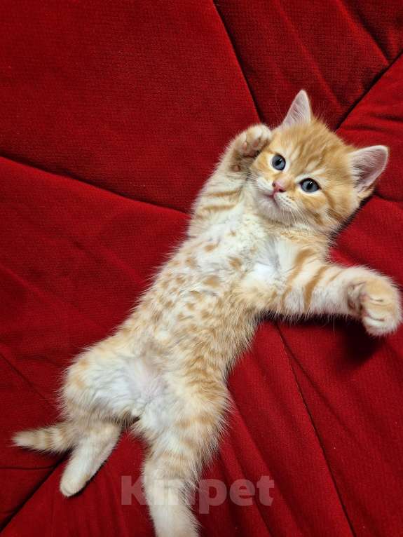 Кошки в Москве: Шотландский котенок Мальчик, 12 000 руб. - фото 3