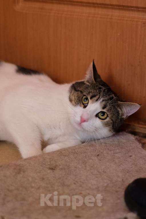 Кошки в Санкт-Петербурге: Тëма из приюта в добрые руки Мальчик, Бесплатно - фото 5