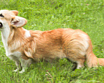 Собаки в Самаре: Корги Этери Эсми Девочка, 50 000 руб. - фото 2