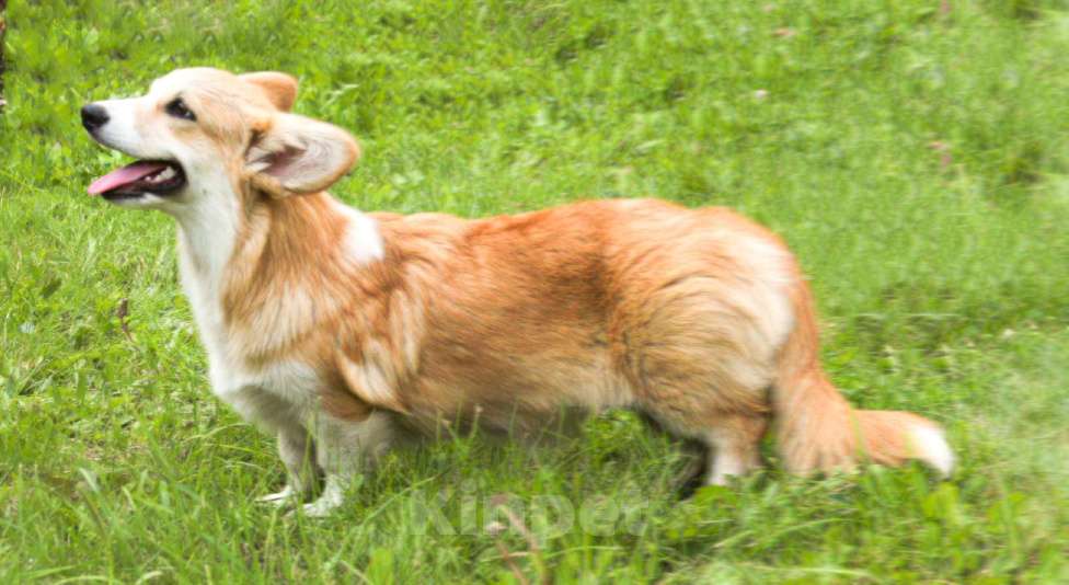 Собаки в Самаре: Корги Этери Эсми Девочка, 50 000 руб. - фото 2