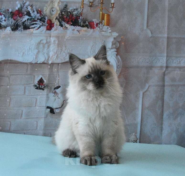 Кошки в Москве: Синеглазый Невский принц Мальчик, Бесплатно - фото 5