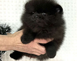 Собаки в Туле: Щенки померанского шпица  Мальчик, 25 000 руб. - фото 4