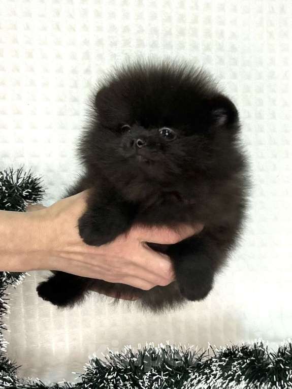 Собаки в Туле: Щенки померанского шпица  Мальчик, 25 000 руб. - фото 4