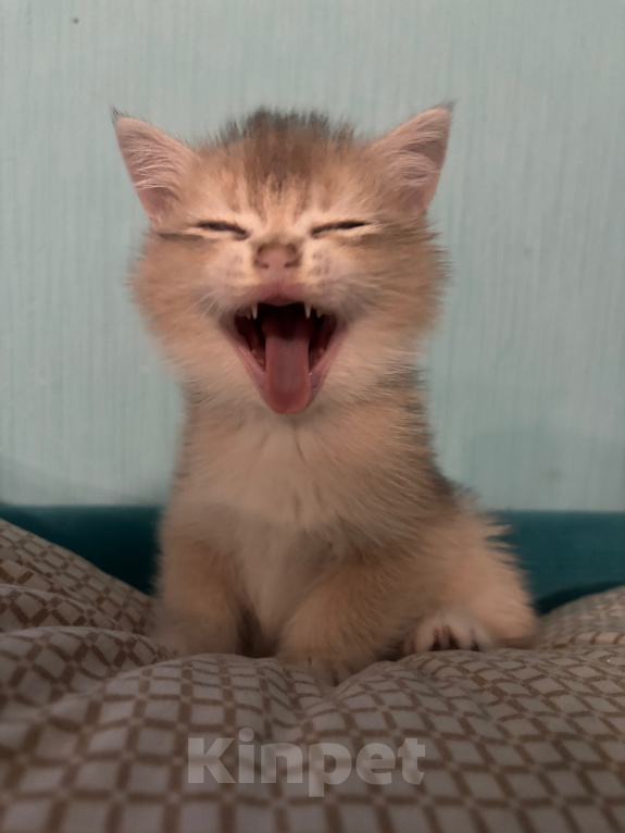 Кошки в Тюмени: Котёнок голубое золото Мальчик, 40 000 руб. - фото 3