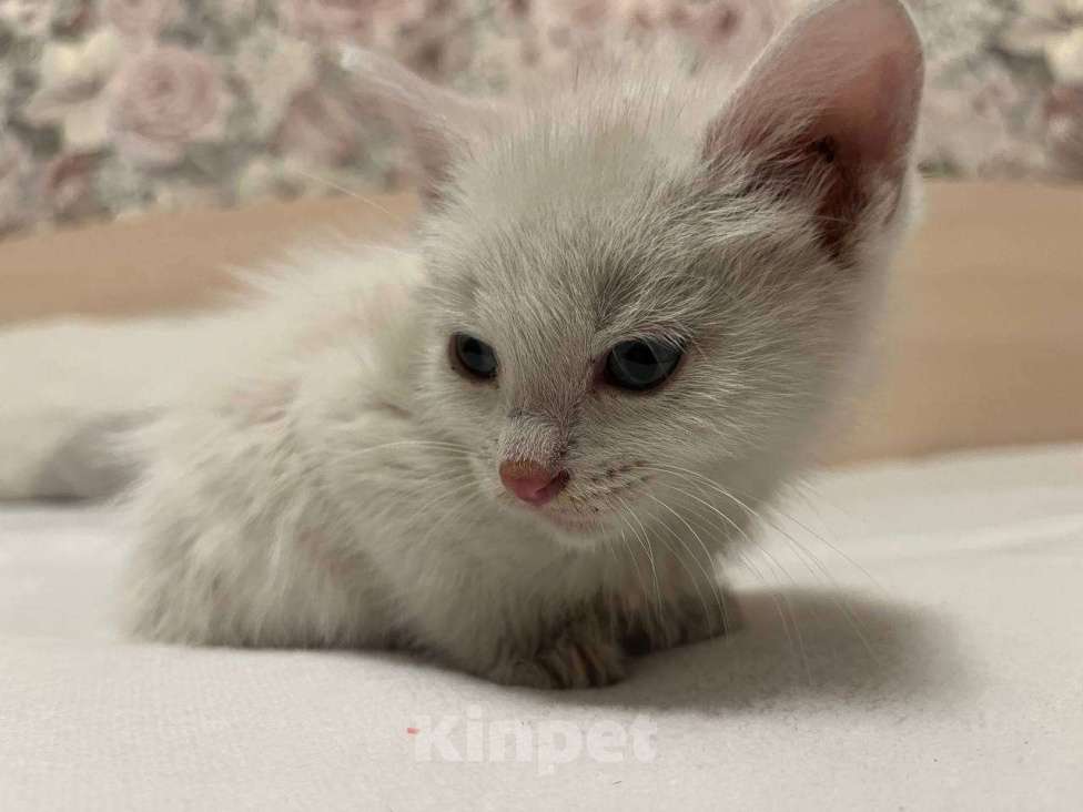 Кошки в Санкт-Петербурге: Котёнок 1,5 месяца ищет дом  Мальчик, Бесплатно - фото 2