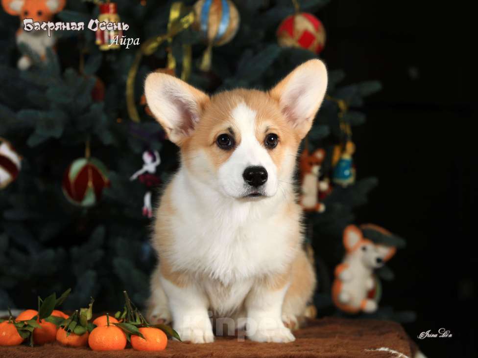 Собаки в других городах Московской области: Щенок вельш корги пемброк Девочка, 70 000 руб. - фото 2