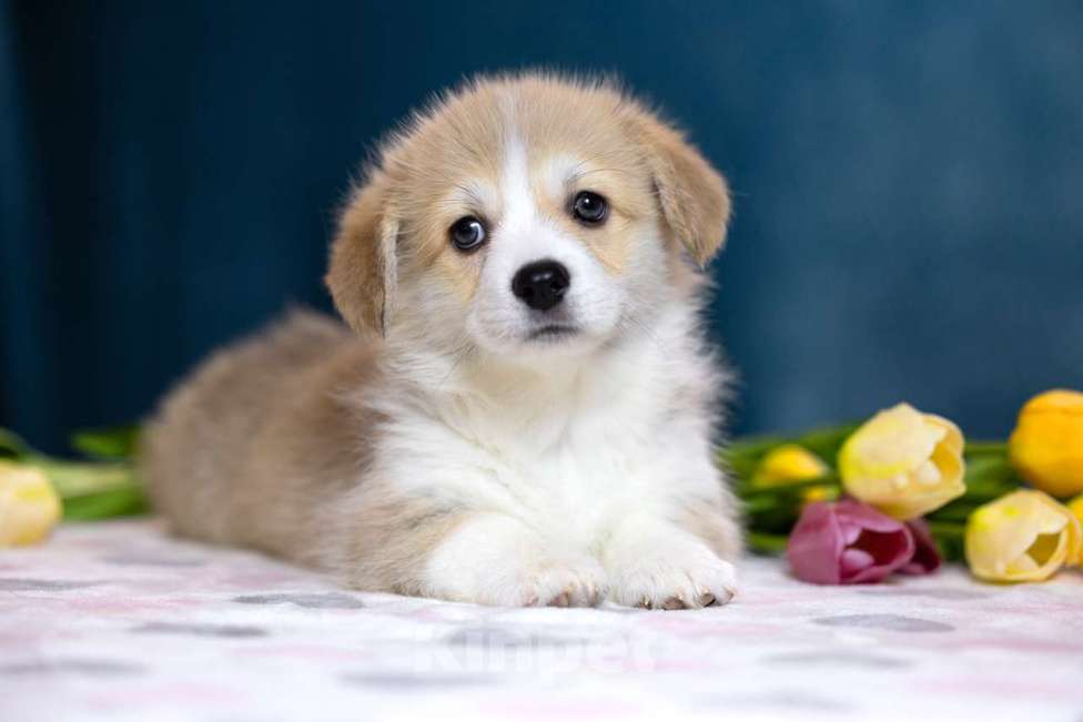 Собаки в других городах Московской области: Щенки пемброка из питомника РКФ Разнополые, Бесплатно - фото 4