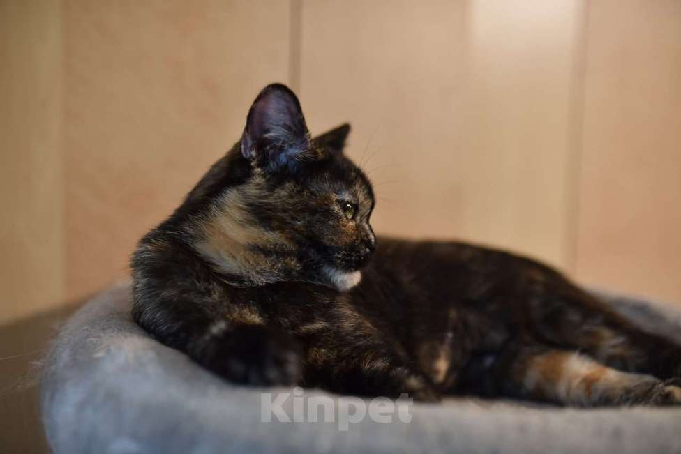 Кошки в Москве: Британская трехцветная химера Кьяра в добрые руки Девочка, Бесплатно - фото 4