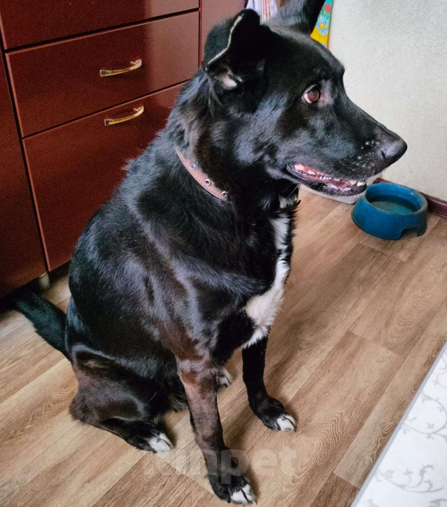 Собаки в Нижнем Новгороде: пропала собака Мальчик, 5 000 руб. - фото 3