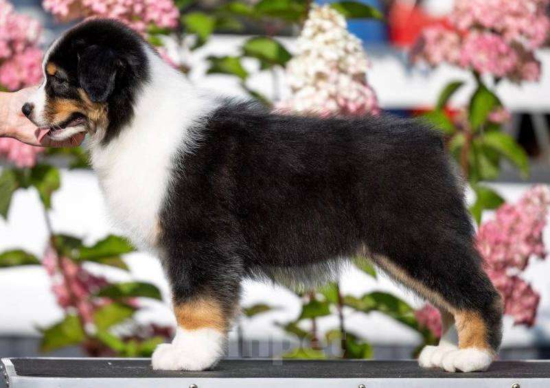 Собаки в Санкт-Петербурге: Австралийская овчарка  Девочка, 80 000 руб. - фото 2