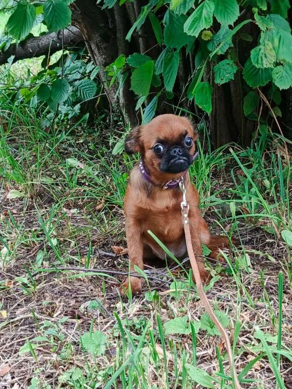 Собаки в Москве: Малый брабансон 5 мес. мальчик Мальчик, 50 000 руб. - фото 4