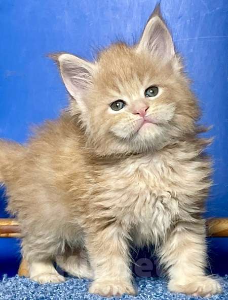 Кошки в других городах Ленинградской области: Мейн кун котенок Мальчик, 60 000 руб. - фото 2